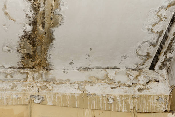 Best Mold Prevention Services  in Black River, NY