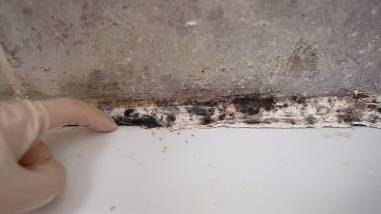 Best Forensic Mold Investigation  in Black River, NY